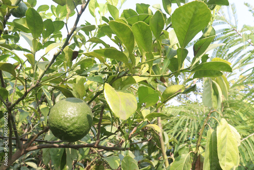 Citrus macroptera on tree in farm photo