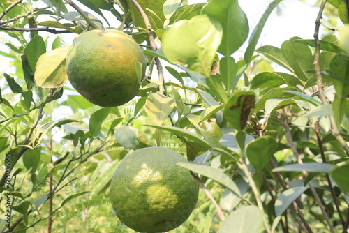 Citrus macroptera on tree in farm photo