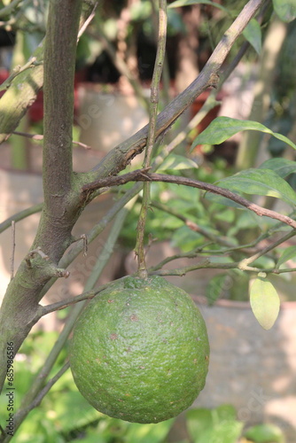 Citrus macroptera on tree in farm photo