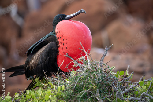 A male frigatebird (Frigata Magnificens) with his inflated gular sac. Galápagos Islands.