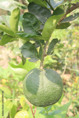 Citrus macroptera on tree in farm photo