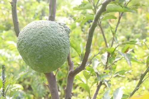 Citrus macroptera on tree in farm photo