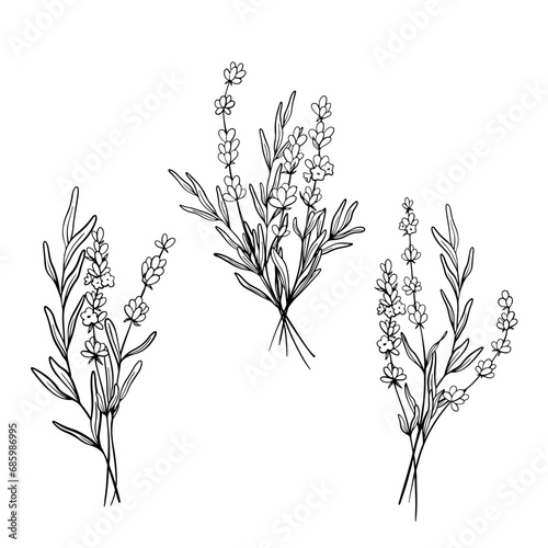 Set of Bouquet Lavender flower line art drawing. Hand drawn black ink sketch. Design for tattoo, wedding invitation, logo, cards, packaging and labeling. Botanical rustic trendy greenery vector