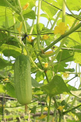 Cucumber on tree in farm
