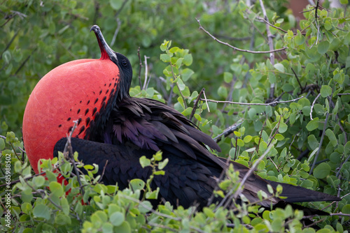 A male frigatebird (Fregata Magnificens) with his inflated gular sac. Galápagos Islands. photo