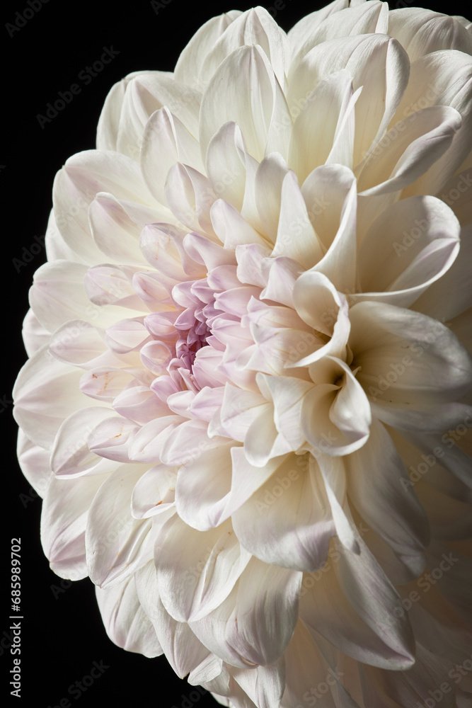 Macro shot of delicate peony flower with white petals Macro shot of delicate peony flower with white petals