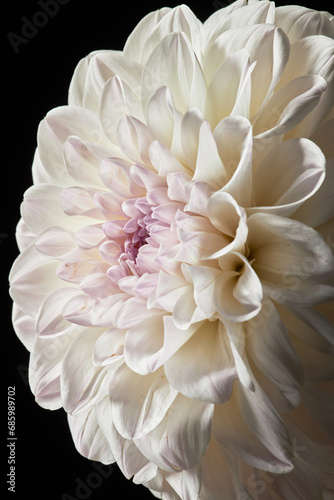 Macro shot of delicate peony flower with white petals