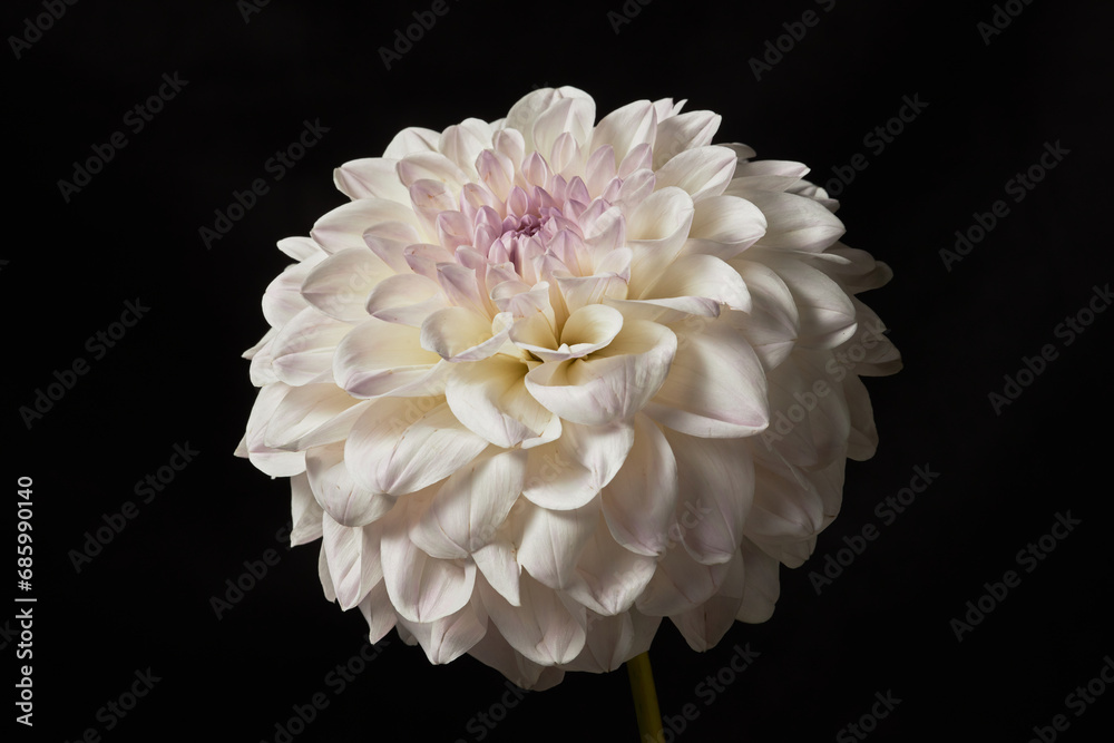 Close up background image of delicate peony flower in bloom, copy space Close up background image of delicate peony flower in bloom, copy space