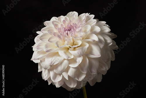 Close up background image of delicate peony flower in bloom, copy space