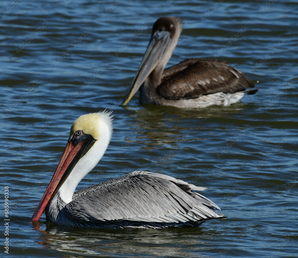 Brown Pelican at Fort Anahuac, Texas Brown Pelican at Fort Anahuac, Texas