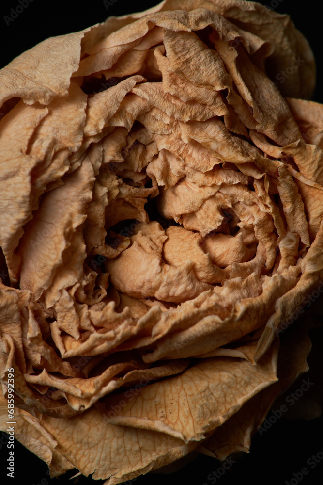 Top view closeup of dried rose flower on black background, copy space