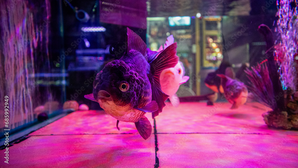 Obraz premium goldfish in the tank selling in the pet market