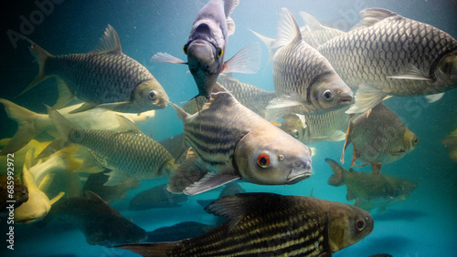 Big Cod fishes in huge water tank photo
