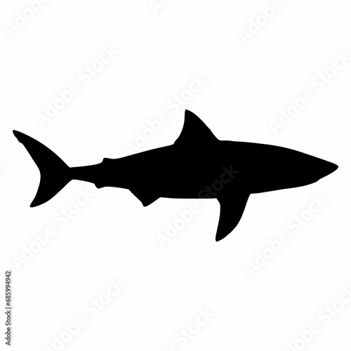 shark illustration