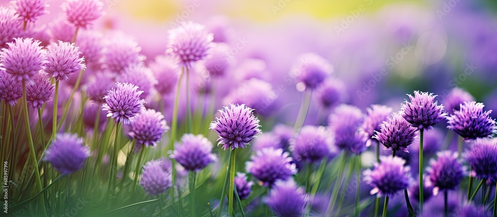 Gorgeous purple flowers amidst the grass. Gorgeous purple flowers amidst the grass.