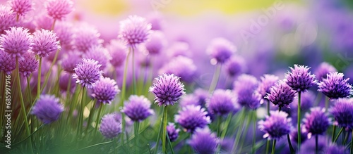 Gorgeous purple flowers amidst the grass.