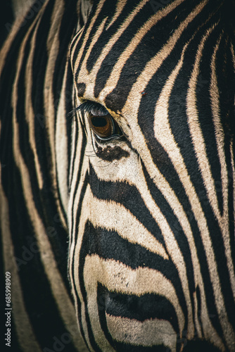 Close-up of a Zebra's Striped Body with Unique Animal Markings (ID: 685998909)