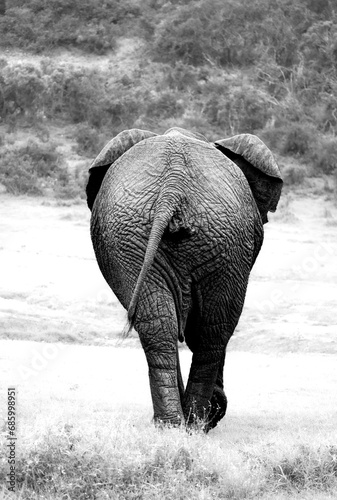 African big herbivore in the bush , black and white monochrome wildlife (ID: 685998951)