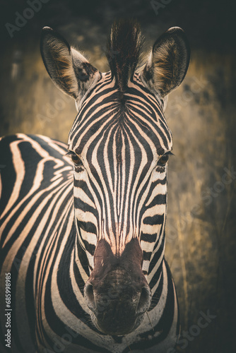 Experience South African Wildlife Zebras and More  (ID: 685998985)