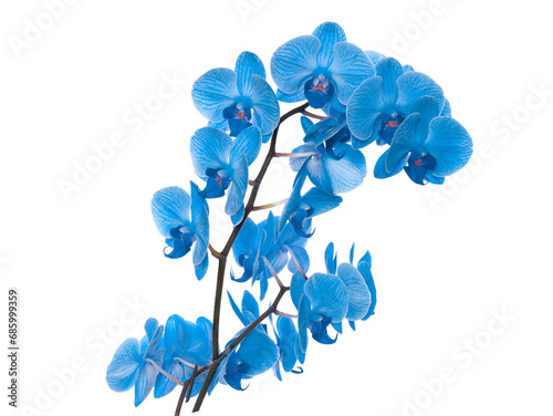 beautiful blue Orchid without background  bright blue Orchid flowers on a white background. isolate
