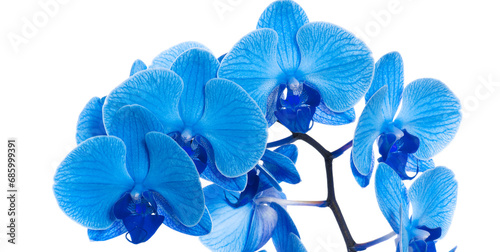 beautiful blue Orchid without background, bright blue Orchid flowers on a white background. isolate