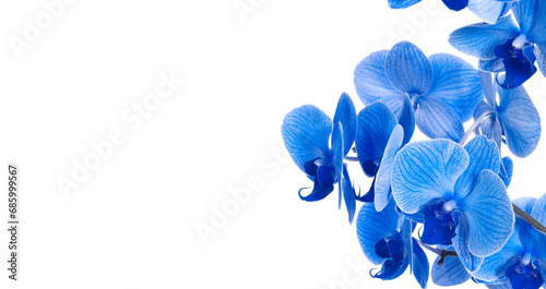 beautiful blue Orchid without background, bright blue Orchid flowers on a white background. isolate photo