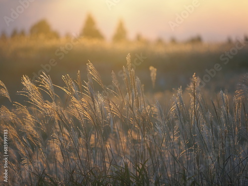 夕日に照らされるススキ photo