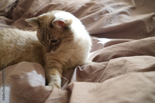 Fototapeta Naklejka Na Ścianę i Meble -  Front view of a cute beautiful Siamese breed cat on a classic brown blanket