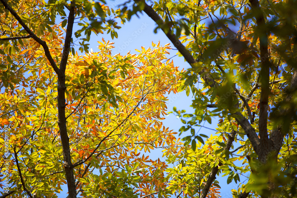 Leaves that turn yellow in autumn Leaves that turn yellow in autumn