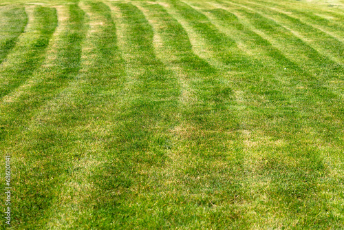 Green lawn as a background. Texture