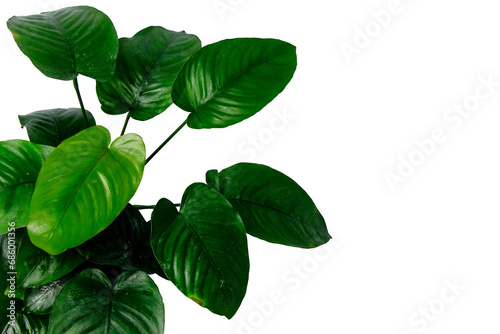 Dark green foliage of Anubias Broad leaf popular aquatic plants for decoration isolated on transparent background. PNG transparency