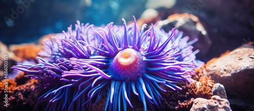 Mediterranean seabed's impressive sea anemone.