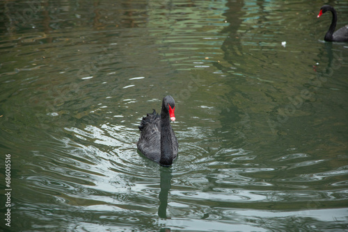 Fototapeta Naklejka Na Ścianę i Meble -  Beautiful swan in the lake.
