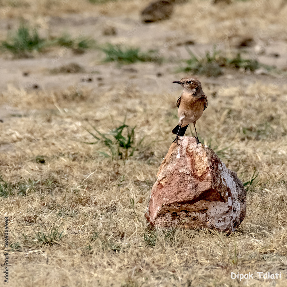Obraz premium Desert wheatear . A beautiful migratory bird