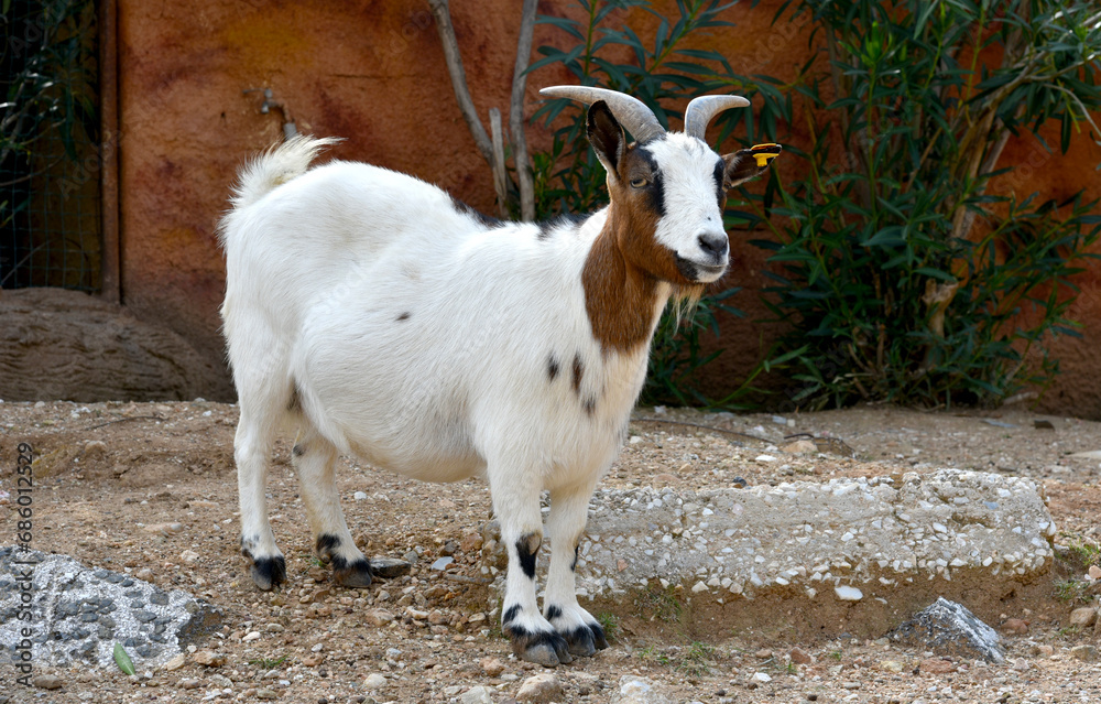 Fototapeta premium Domestic goat (Capra aegagrus hircus) is a domesticated species of goat antelope that is commonly raised as livestock. Farm animal. Calm goat animal in a Greek zoo.