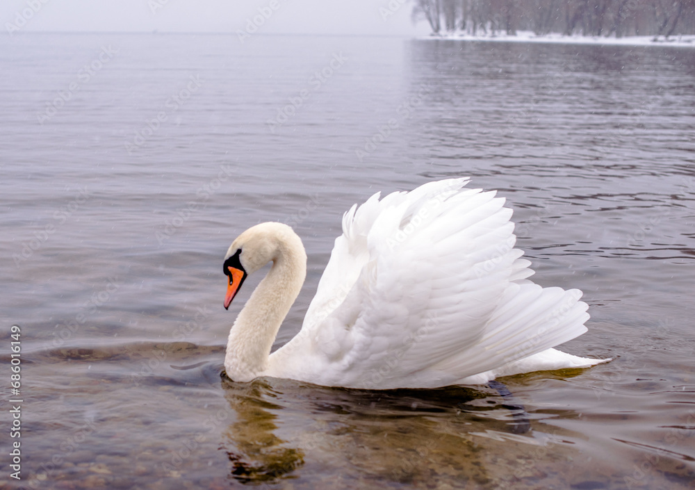 Fototapeta premium A white swan swims on a winter lake