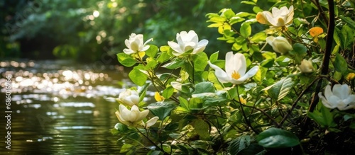 The beautiful white flowers gracefully bloom garden, surrounded by lush green plants, and the colorful leaves create a picturesque background. As the water gently flows, reflecting the vibrant colors