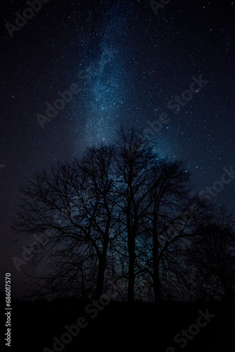 Silhouettes of trees against the background of the starry sky and the milky way.