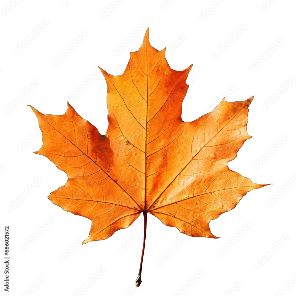 Orange Autumn Leaf Isolated on Transparent or White Background, PNG Orange Autumn Leaf Isolated on Transparent or White Background, PNG