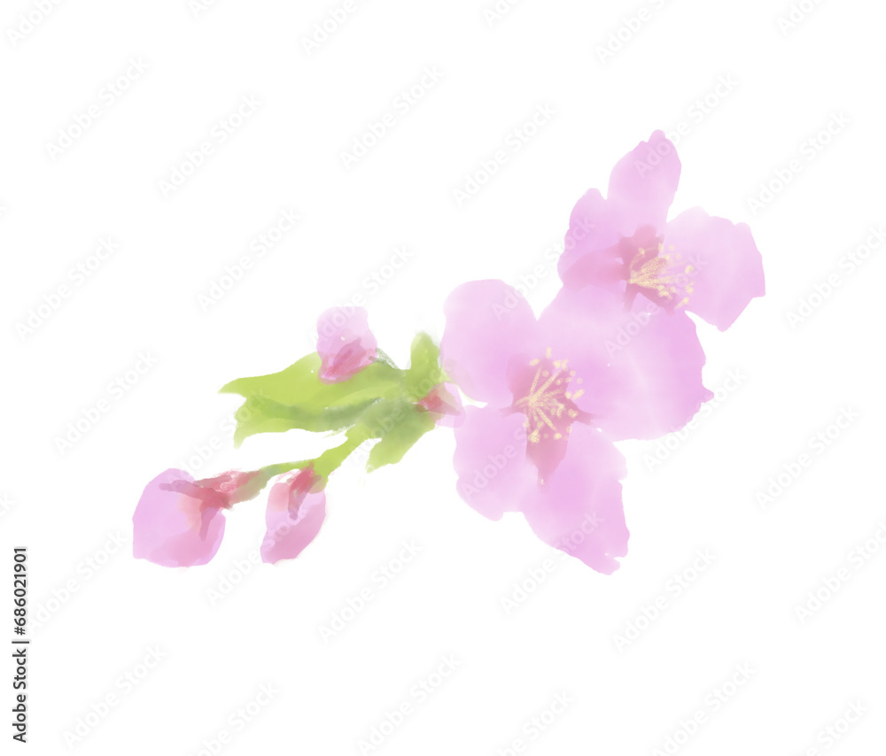 桜の花と蕾のリアルな水彩イラスト
