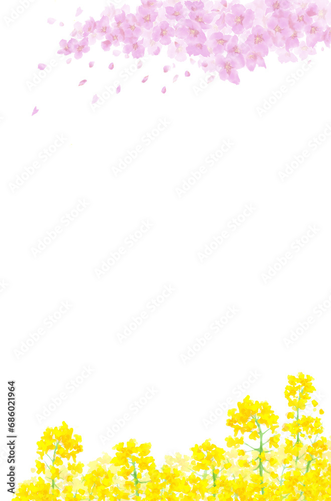 散る桜と菜の花の水彩背景イラスト