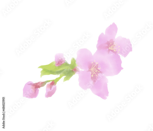桜の花と蕾のリアルな水彩イラスト 