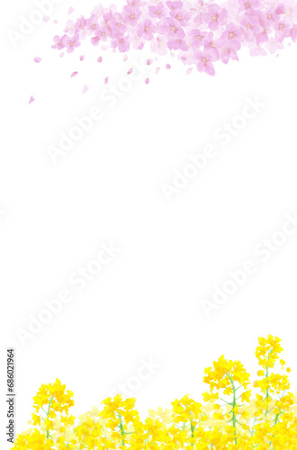 散る桜と菜の花の水彩背景イラスト