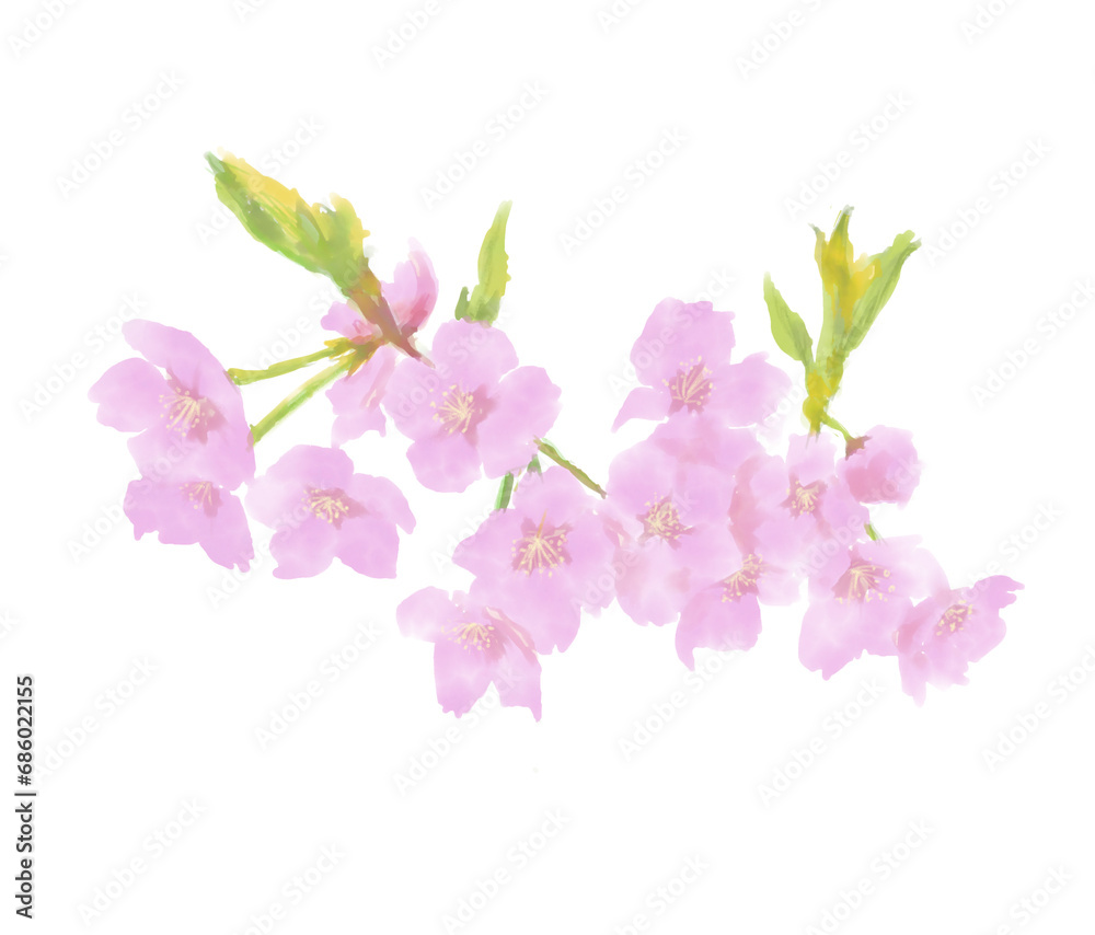 桜の花枝のリアルな水彩イラスト