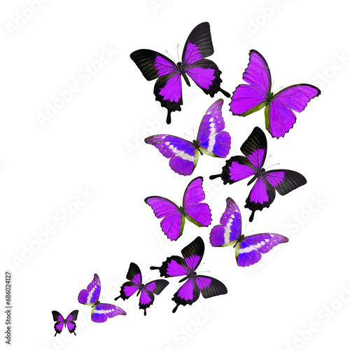 Beautiful colorful butterfly isolated on white background. PNG File