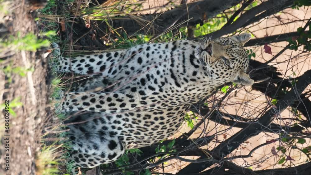 Vertical - Fierce-looking African Leopard Sitting In The Wilderness. closeup Vertical - Fierce-looking African Leopard Sitting In The Wilderness. closeup