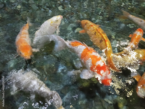 Koi carp - Japanese floating fish of beautiful color variations, living in an artificial pond top view