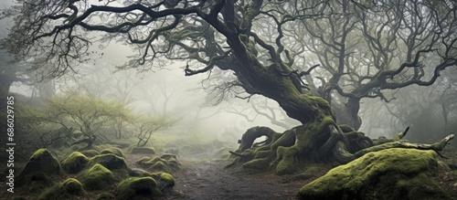 Misty fog surrounds an otherworldly forest and twisted oak tree in Ravelston Woods, Edinburgh.