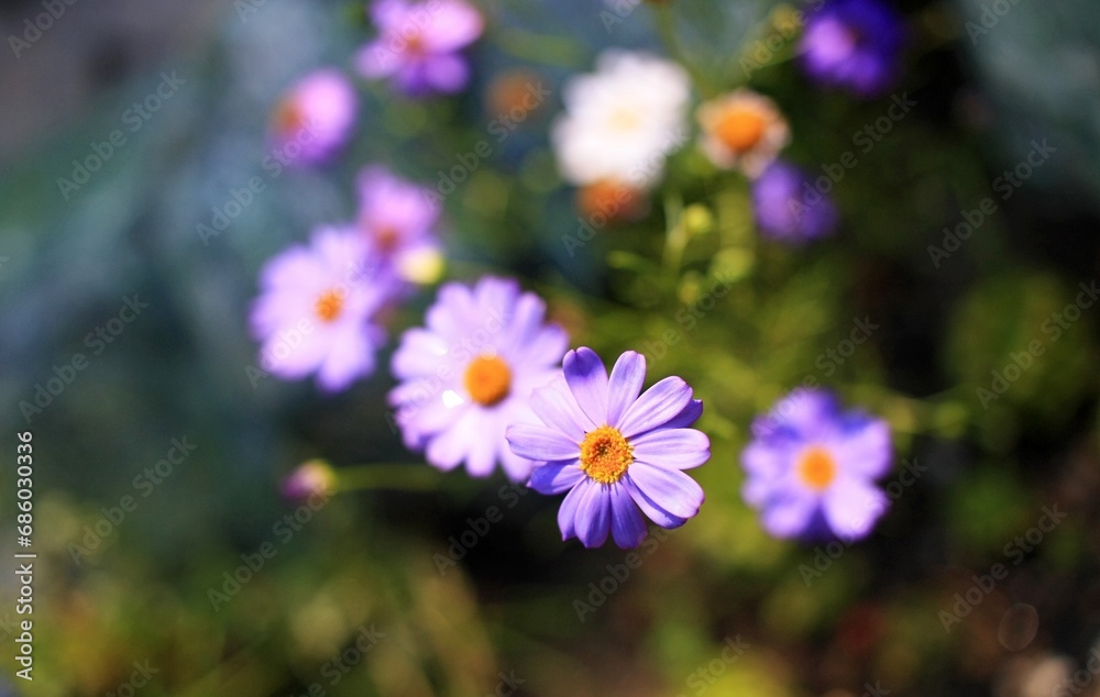 Purple daisies in the garden, shallow depth of field Purple daisies in the garden, shallow depth of field