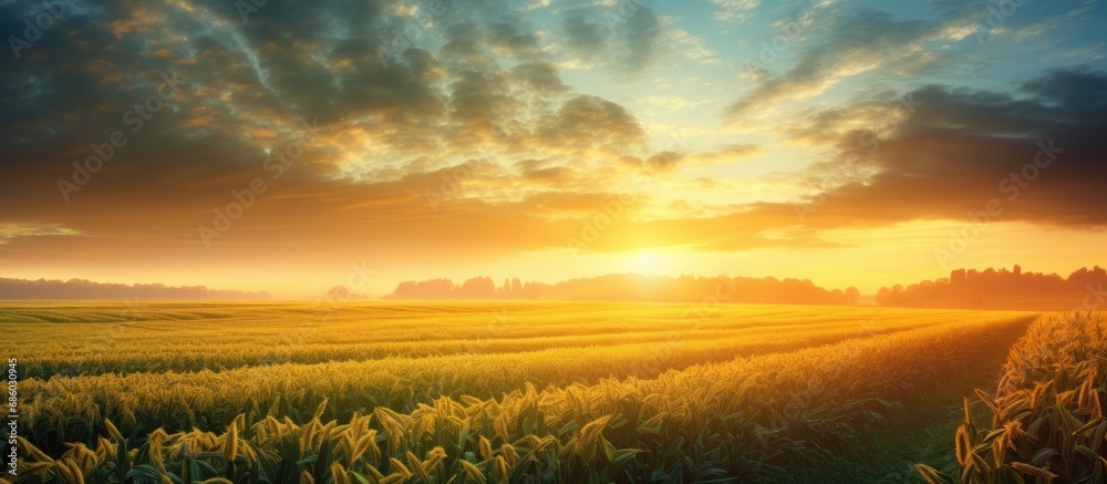 Gorgeous dawn rising above field of corn. - obrazy, fototapety, plakaty 